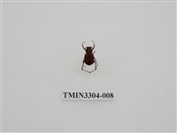 藏品(血紅虎斑花金龜)的圖片